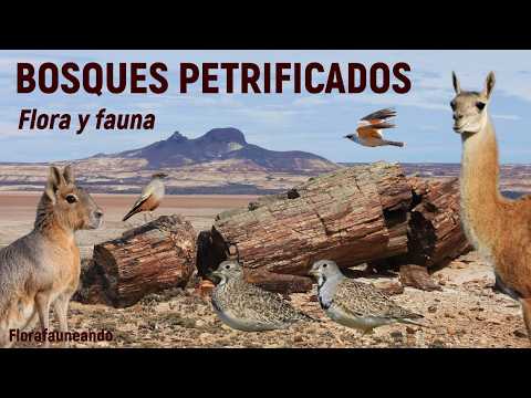 Nos maravilló el Parque Nacional BOSQUES PETRIFICADOS de Jaramillo