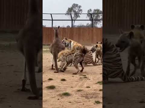 Kangaroo Mom Victory Moment Hyenas Beat Up Tiger