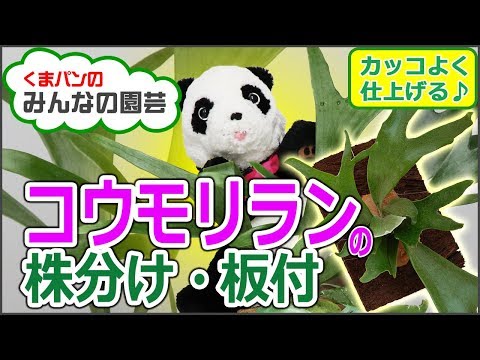 アヒルは蚊を捕食します