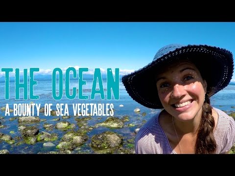 download lagu mp3 mp4 Sea Vegetables, download lagu Sea Vegetables gratis, unduh video klip Sea Vegetables