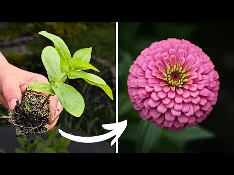 Is Soil Blocking Worth the Hype?