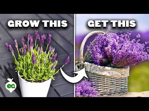 image-Is lavender patio tree a perennial?