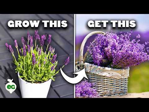 , title : '5 Tips to Grow Perfect Lavender'