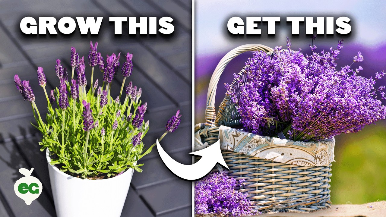 5 Tips to Grow Perfect Lavender