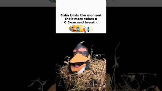Baby Birds Be Like... 🐣📢