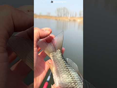 What did the boy find in the fish's TAIL #shortsvideo