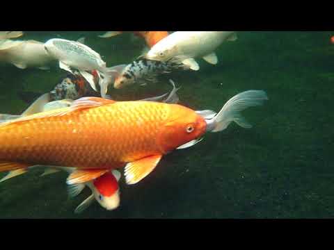 Underwater view of my Koi fish