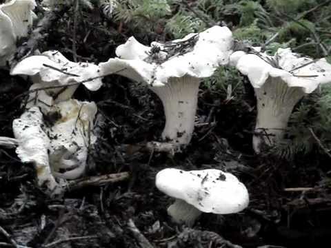 Describing white chanterelle mushroom