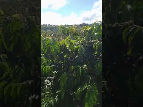 Chuyển định cư cần sang rẫy tiêu,cà. Điện bơm tưới đầy đủ