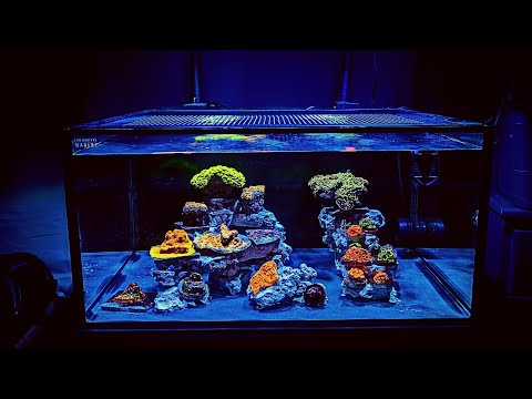 How to set up a Saltwater Reef Aquarium for beginners 2021