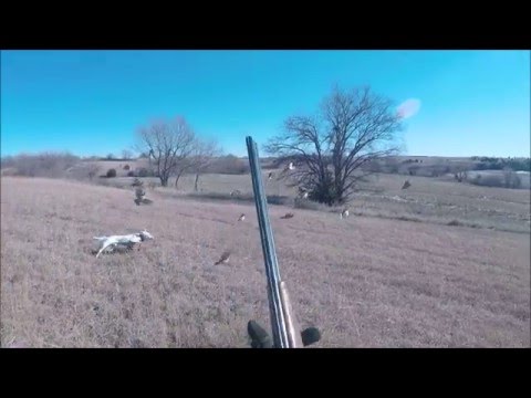 Short Grass and Hole Quail