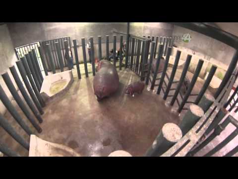 Desde el Zoológico: Programa 101