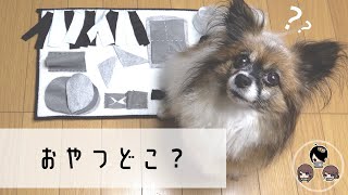 おやつ全部見つけられるかな？【愛犬癒し】