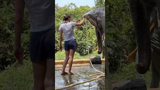 Download lagu They enjoyed their spay 😍❤️🐘 #elephant #keffamily #babyelephant #kef #chimean mp3