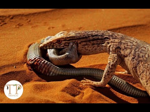 Der graue Waran: Der furchtlose König der Wüste, sogar Cobras fürchten ihn!