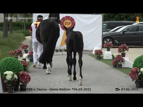 KN 66: Hengstfohlen v. Taurus/Dante Weltino