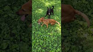 Video preview image #1 Airedale Terrier-Unknown Mix Puppy For Sale in Wheaton, IL, USA