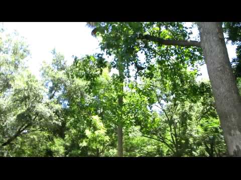 thelope.com - insect sounds in Forsyth Park, Savannah (10-07-05 245.MOV)