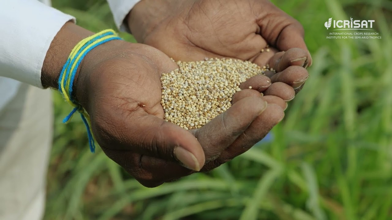 Changemakers - Episode 2 | Dr SK Gupta explains seed propagated Bajra-Napier hybrids for forage