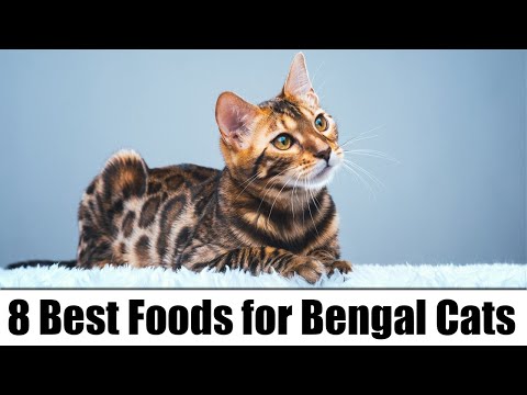 8 Best Foods for Bengal Cats – Reviews & Top Picks