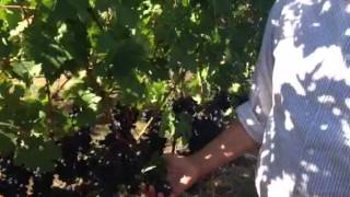 Watch Winemaker Gustavo Gonzalez discuss Cabernet in Garvey Vineyard