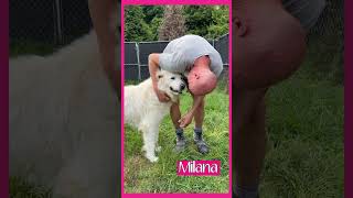 Video preview image #1 Great Pyrenees Puppy For Sale in Thomasville, NC, USA