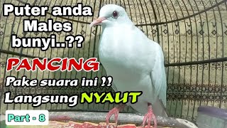 Download lagu PANCINGAN SUARA BURUNG PUTER PUTIH ALBINO FULL GACOR - YANG MALES BUNYI BAKALAN NYAUT DAN BUKA PARUH mp3