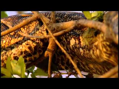 ANIMAL NATION - SNAKES