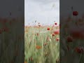 Main Koi Aisa Geet Gaoon Abhijeet Alka Yagnik 4K Whatsapp Status 2023