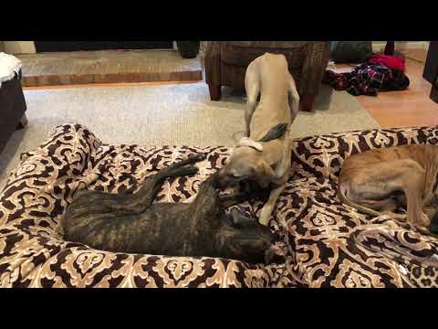 Aziz and Ehsan Playing on Bed