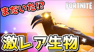 【フォートナイト】金カラス狩りをチャレンジしてレジェンド武器をGET！！【FORTNITE】初心者おすすめアップデート情報