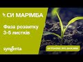 Насіння кукурудзи СИ МАРІМБА
