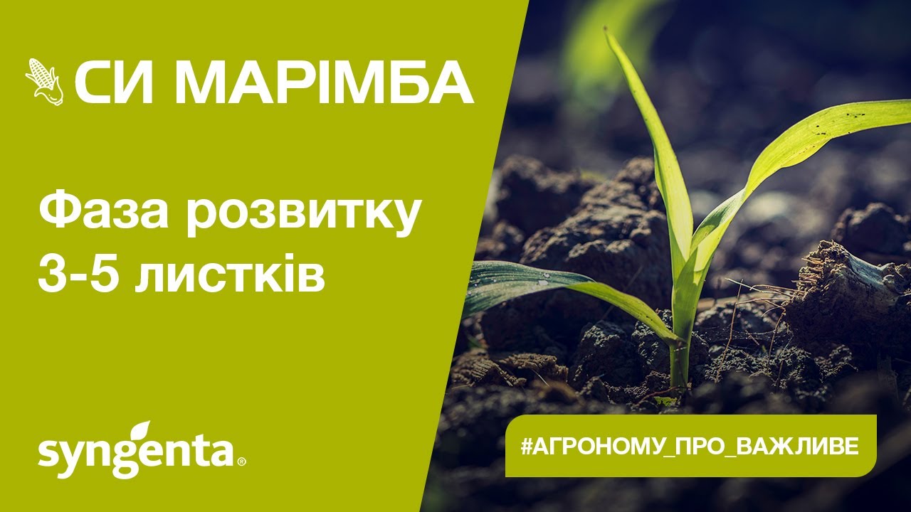 Насіння кукурудзи СИ МАРІМБА
