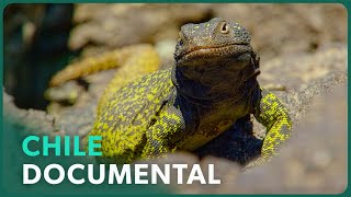 Thumbnail del capítulo