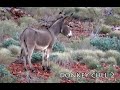 DONKEY CULL 2 Hunters Assisting Farmers Series Culling Donkeys in Remote Outback Efficient Effective