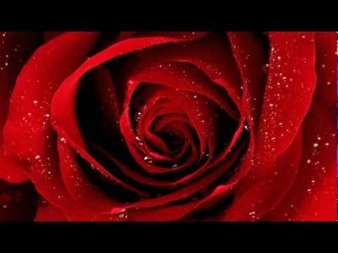 Roses of my garden - Daniel Rome