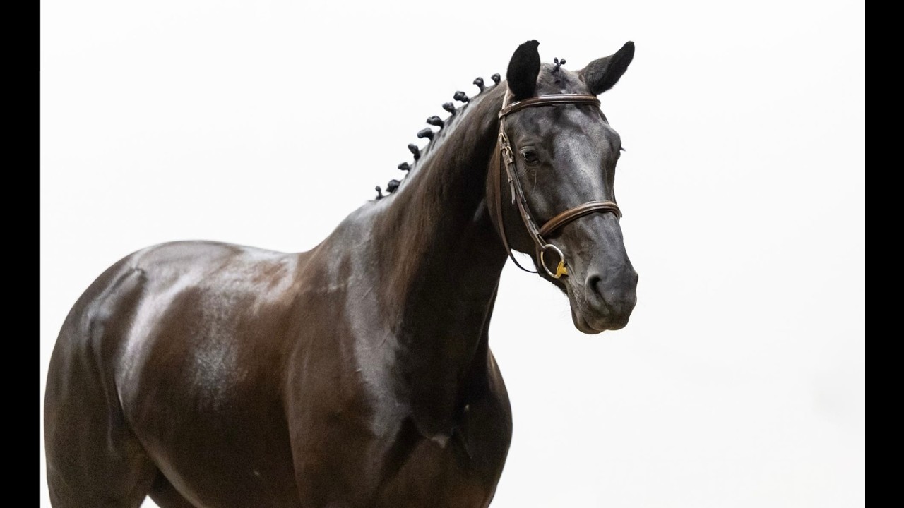 Odesta Zen Senti (FALAISE DE MUZE x NUMERO UNO) video 4