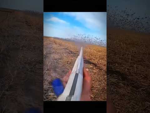 1,000+ Snow Geese Roost Jump – Solo Hunt Madness! #chasse #birdhunting #goosehunt #duckhunt #eese