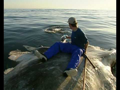 Great White Feeding Frenzy - Air Jaws