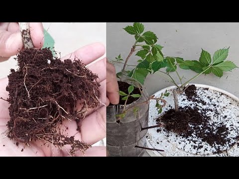 Virgina Creeper Plant | Propagate Virgina creeper | Parthenocissus henryana