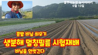 콩밭 생분해 멀칭 필름 시험재배 충북 괴산 풀뿌리농장 [콩재배방법]