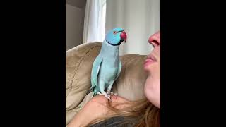 Download lagu Lucu Banget  Burungnya, ini burung beo kan ? |#shorts #short #shortvideo #subscribe #tiktok #burung mp3 Download lagu Lucu Banget  Burungnya, ini burung beo kan ? |#shorts #short #shortvideo #subscribe #tiktok #burung mp3
