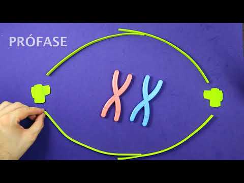 Mitosis (summary) - learn the stages of mitosis easily