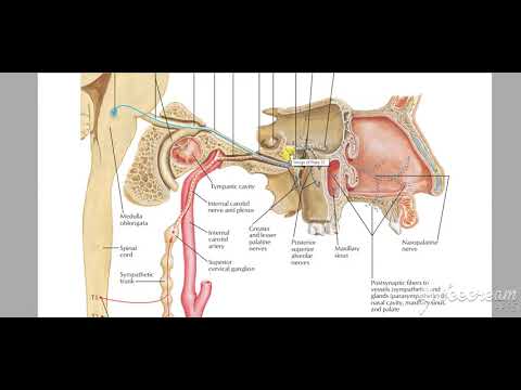 pterygopalatine ganglion 8