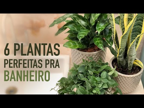 , title : '6 PLANTAS para colocar no BANHEIRO'