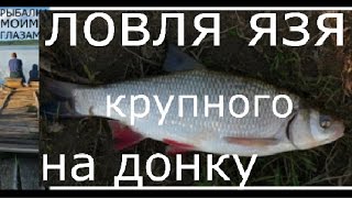 Наживка на язь летом