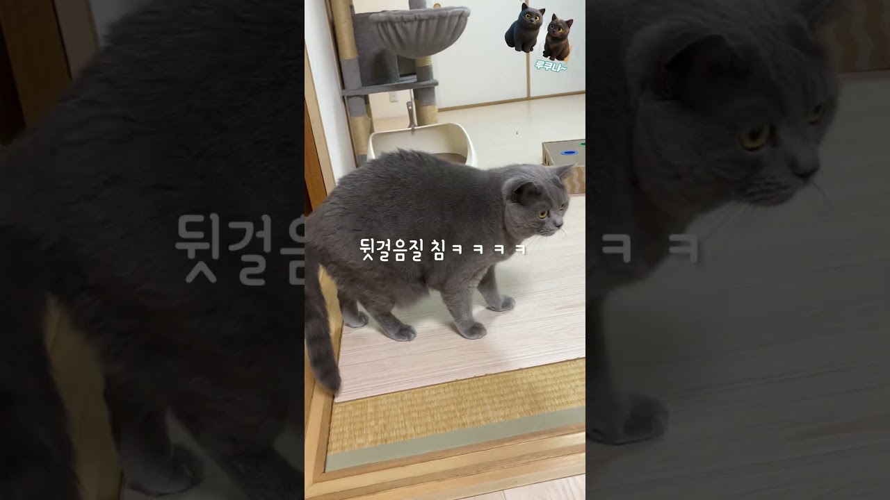 드라이아이스를 처음 본 고양이남매 #고양이 #브리티쉬숏헤어 #cat #ねこ動画 #고양이일상 #ブリティッシュショートヘア #cute #kitten