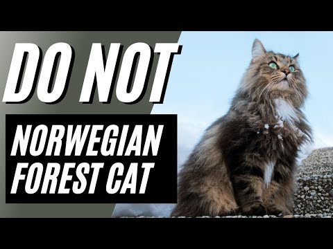 7 Reasons You Should NOT Get a Norwegian Forest Cat