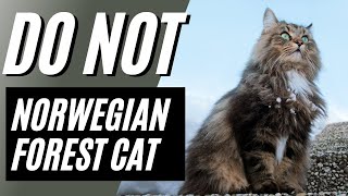 7 Reasons You Should NOT Get a Norwegian Forest Cat