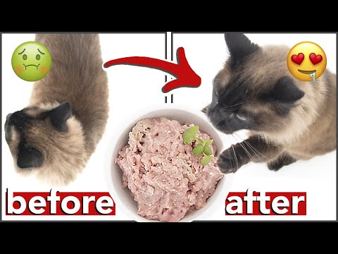 GET YOUR CAT TO EAT RAW FOOD | how to transition from kibble to wet/raw